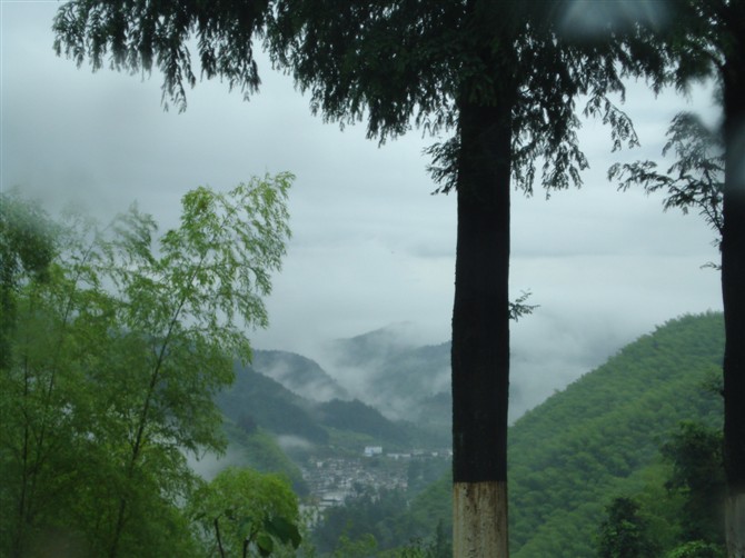 《相思树》 胡振中摄